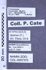 Etikette zu Hypnoidus riparius (Fabricius, 1782) (NHMW-ZOO-COL-0007375)